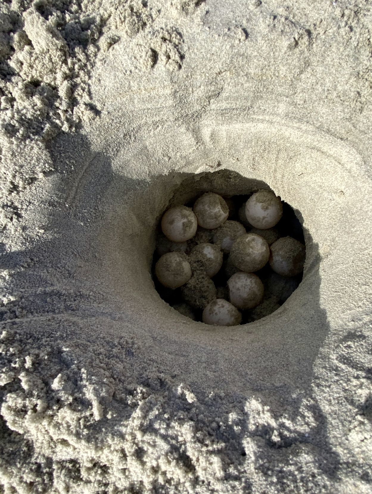 Turtles